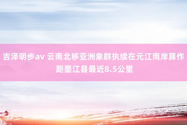 吉泽明步av 云南北移亚洲象群执续在元江南岸算作 距墨江县最近8.5公里